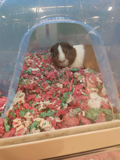 Pet Supply Store «PetSmart», reviews and photos, 8287 W Golf Rd, Niles, IL 60714, USA