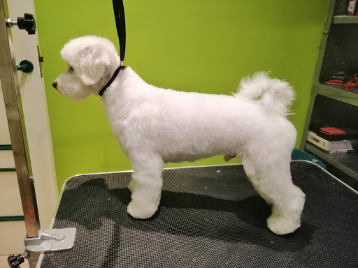 Clínica Veterinaria Alasthor en Gijón