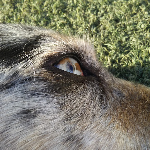 Pet Supply Store «Centinela Feed & Pet Supplies», reviews and photos, 4700 Pacific Coast Hwy, Long Beach, CA 90804, USA