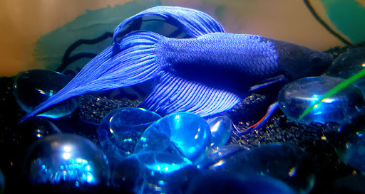 Pet Store «Odd Lot Pet Shop», reviews and photos, 7769 S Harlem Ave, Bridgeview, IL 60455, USA