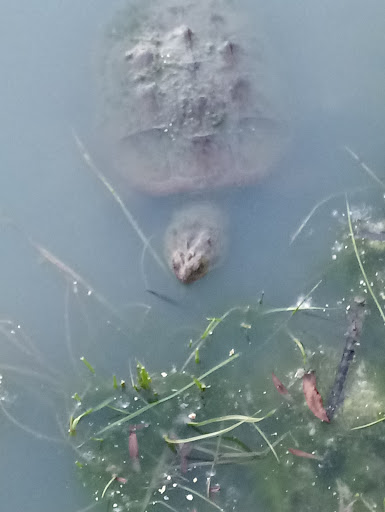 Park «Wahby Park», reviews and photos, 24800 Jefferson Ave, St Clair Shores, MI 48080, USA