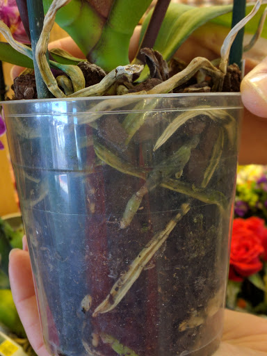 Department Store «Belk», reviews and photos, 520 Lakeland Plaza, Cumming, GA 30040, USA