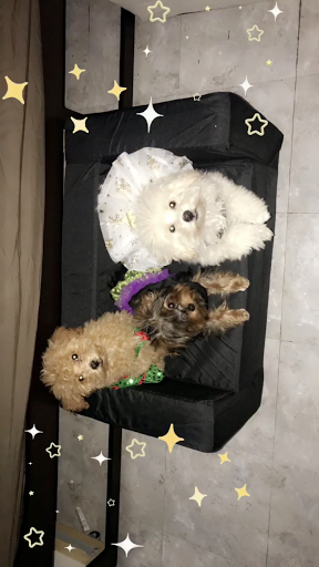 Pet Store «Happiness Is Pets Vi», reviews and photos, 616 E Roosevelt Rd, Lombard, IL 60148, USA