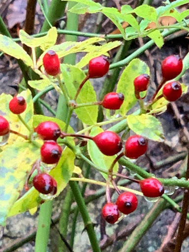 State Park «Nasketucket Bay State Reservation», reviews and photos, Brandt Island Rd,, Mattapoisett, MA 02739, USA