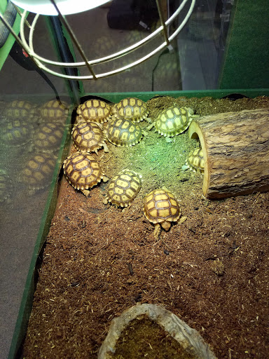 Pet Supply Store «PetSmart», reviews and photos, 6251 N Davis Hwy, Pensacola, FL 32504, USA