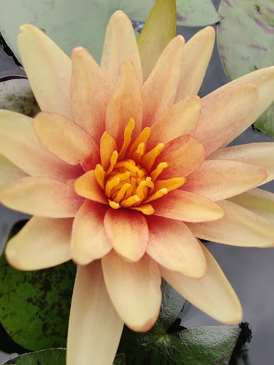 Science Museum «Museum of Life and Science», reviews and photos, 433 W Murray Ave, Durham, NC 27704, USA