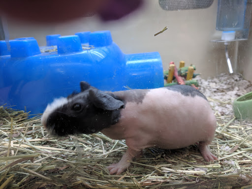 Pet Supply Store «Pet Supplies Plus», reviews and photos, 9500 Dorchester Rd #350, Summerville, SC 29485, USA