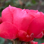 Photo n°44 de l'avis de remo.r fait le 04/01/2022 à 20:46 sur le  La Vesca à Sanremo