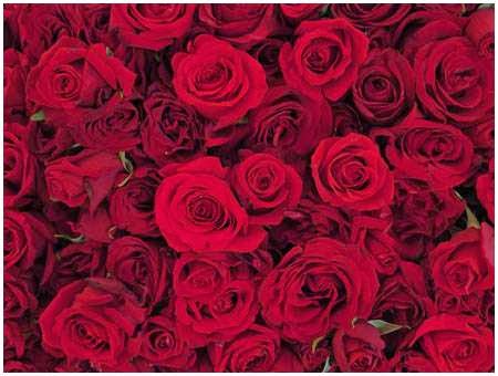 Florist «Central Park Flowers», reviews and photos, 126 Willow Ave, Olyphant, PA 18447, USA