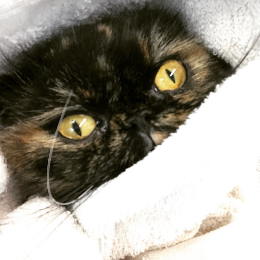 Pet Store «Planet Pet», reviews and photos, 1980 W Fairbanks Ave, Winter Park, FL 32789, USA