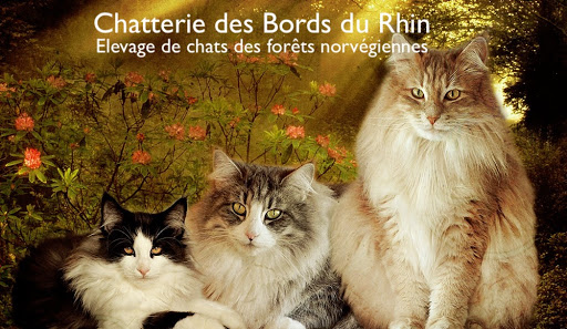 Chatterie des Bords du Rhin - Elevage de chats norvégiens