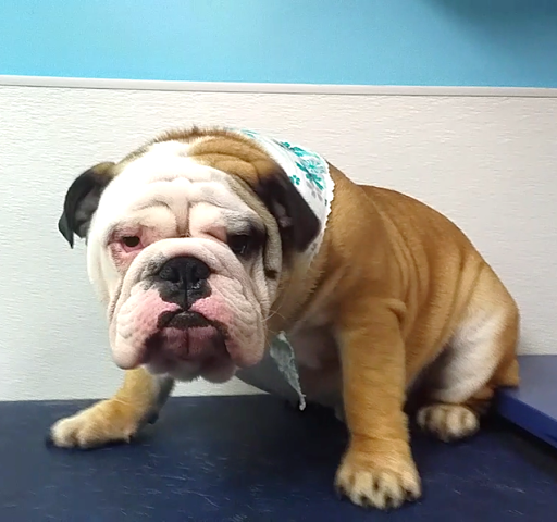 Pet Supply Store «Animal House Grooming & Quality», reviews and photos, 229 W Absecon Blvd, Absecon, NJ 08201, USA