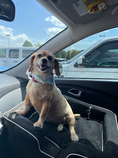 Pet Supply Store «PetSmart», reviews and photos, 9905 E Independence Blvd, Matthews, NC 28105, USA