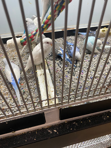 Pet Store «All Pets Club», reviews and photos, 1167 N Colony Rd, Wallingford, CT 06492, USA