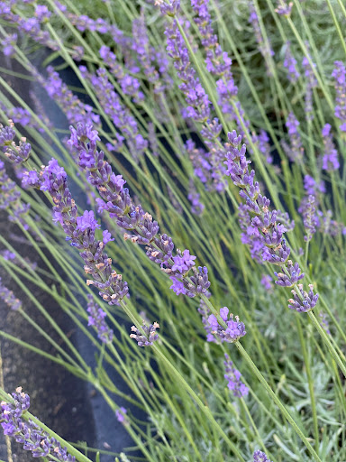 Tourist Attraction «Mitcham Farm», reviews and photos, 797 W Macedonia Church Rd, Oxford, GA 30054, USA