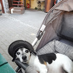 Photo n°2 de l'avis de Nicole.s fait le 25/08/2022 à 19:56 sur le  Brauhaus und Pension Babben à Lübbenau