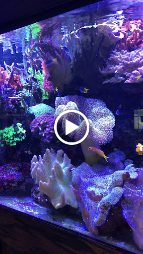 Aquarium «Reef Systems Coral Farm Inc», reviews and photos, 8459 Peter Hoover Rd, New Albany, OH 43054, USA