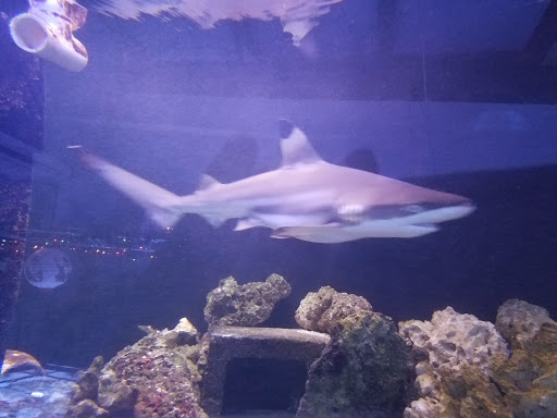 Tropical Fish Store «Richmond Aquarium», reviews and photos, 3645 Speeks Dr, Midlothian, VA 23112, USA