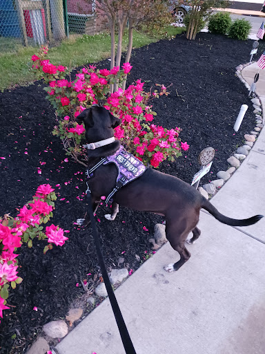 Park «Fox Park», reviews and photos, Ocean Ave, Wildwood, NJ 08260, USA