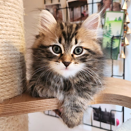 Photo n°1 de Chatterie Madame Plume à Salvizinet ()