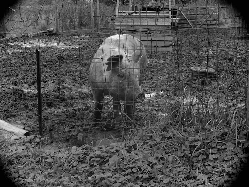 Museum «Gibbs Farm», reviews and photos, 2097 Larpenteur Ave W, St Paul, MN 55113, USA