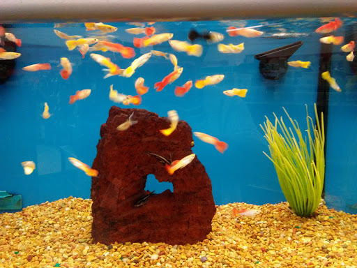 Pet Supply Store «Petco Animal Supplies», reviews and photos, 4013 W Walnut St, Rogers, AR 72756, USA