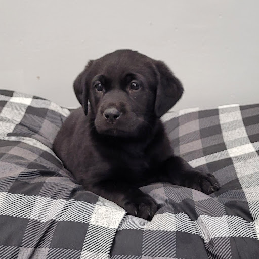 Pet Store «PV Pets», reviews and photos, 233 S Broadway, Pennsville, NJ 08070, USA