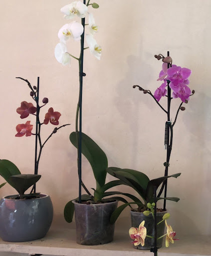 Jardín Torre. Orquideario