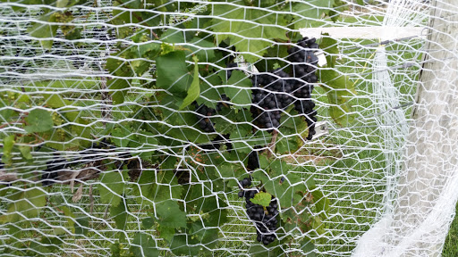 Winery «Madison County Winery», reviews and photos, 3021 St Charles Rd, St Charles, IA 50240, USA