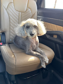 Octavia's Doggie Paws - Photo 2 - Car repair in Chandler, AZ, Mesa