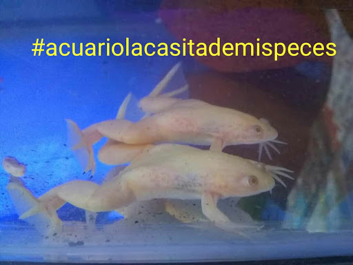 Acuario la Casita de mis peces CDMX