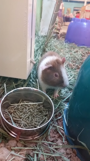 Pet Supply Store «PetSmart», reviews and photos, 278 New Britain Ave, Plainville, CT 06062, USA