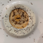 Photo n°4 de l'avis de Antonietta.a fait le 30/01/2022 à 14:54 sur le  Country Ristorante à Rivisondoli