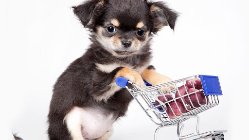 Spoiled Petz Pet Store and Grooming, 12030 Donner Pass Rd #1, Truckee, CA 96161, USA, 