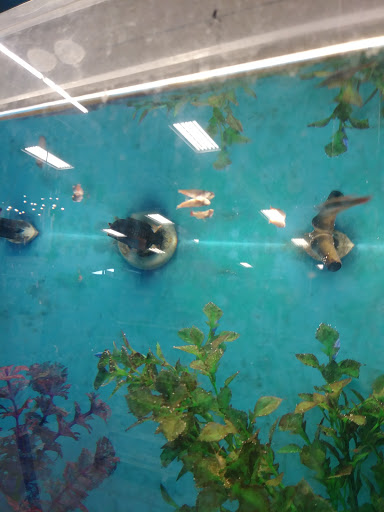 Pet Supply Store «PetSmart», reviews and photos, 2750 Carl T Jones Dr SE, Huntsville, AL 35802, USA