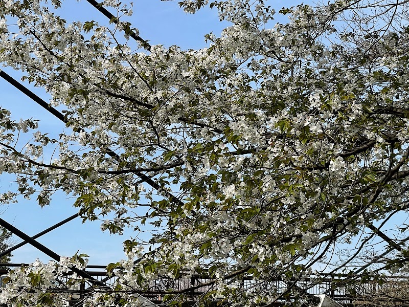 妙音沢旗桜