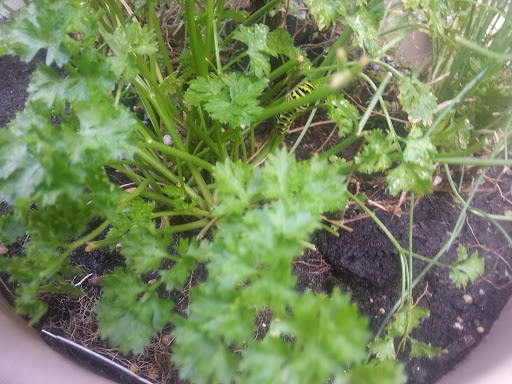 National Park «Battery Kemble Park», reviews and photos, 3035 Chain Bridge Rd NW, Washington, DC 20016, USA