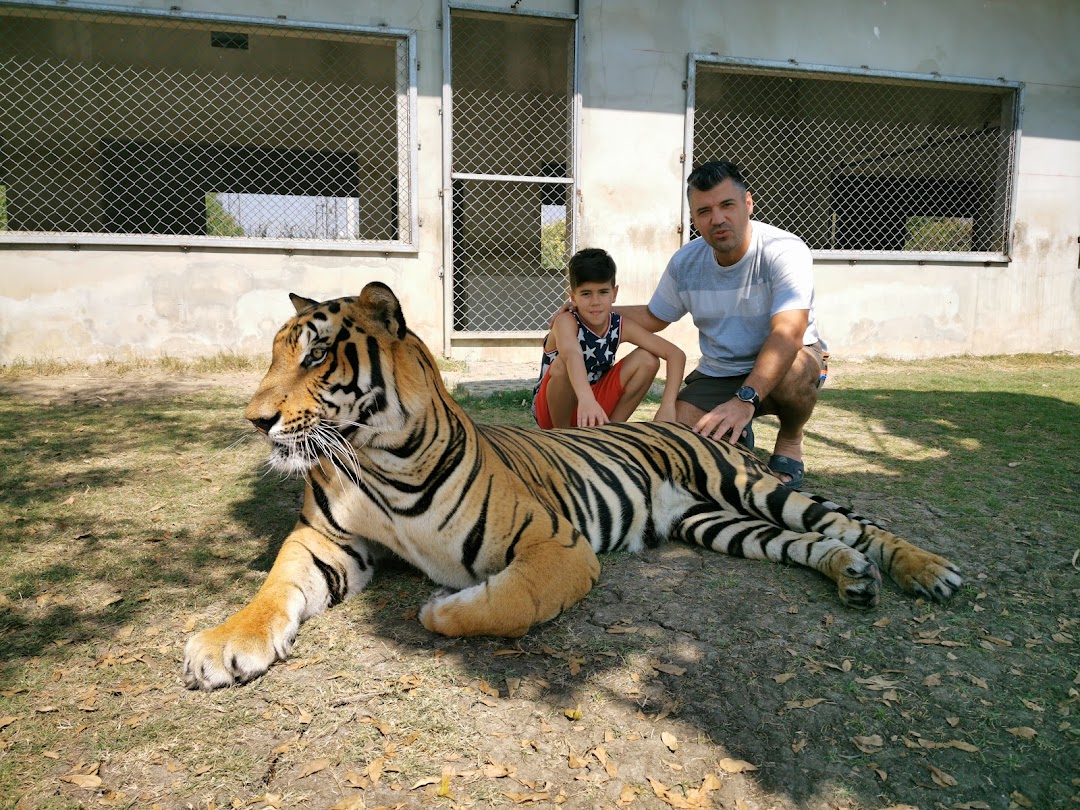 Tiger World