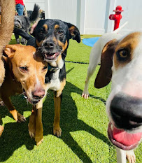 Camp Bow Wow - Photo 6 - Car repair in Mobile, AL, Mobile