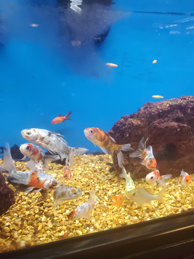 Pet Supply Store «Petco Animal Supplies», reviews and photos, 3150 Erie Blvd E #500, Syracuse, NY 13214, USA