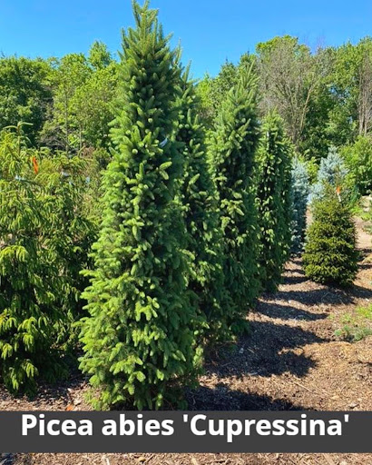 Landscaping Supply Store «Kirkwood Gardens», reviews and photos, 2701 Barrett Station Rd, Ballwin, MO 63021, USA