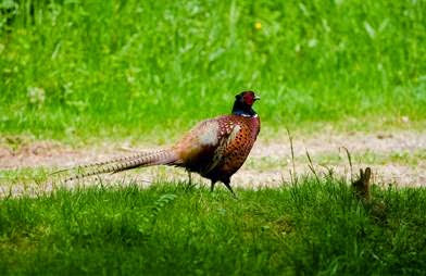 Faisanderie de Rousseloy à Rousseloy