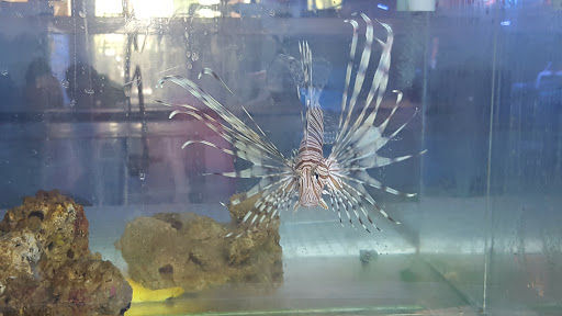 Tropical Fish Store «The Fish Store», reviews and photos, 2050 Chamblee Tucker Rd, Chamblee, GA 30341, USA