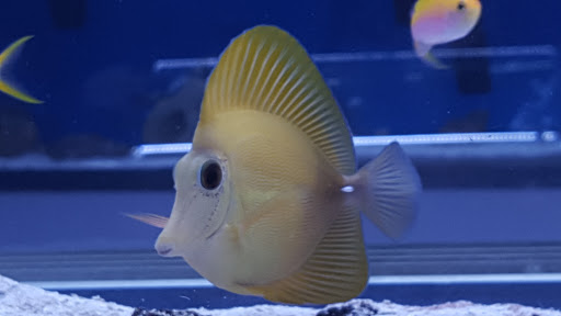 Pet Supply Store «Exotic Aquatic», reviews and photos, 275 E Oakland Park Blvd, Fort Lauderdale, FL 33334, USA