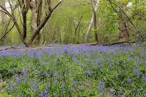 Selsdon Wood image