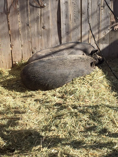 Zoo «Jr Pony Parties», reviews and photos, 1744 N Leonard Ln, Las Vegas, NV 89108, USA