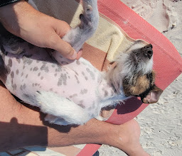 Petco Sania (Express) photo