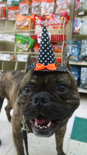 Pet Supply Store «Pet Supplies Plus», reviews and photos, 2424 W State St, Alliance, OH 44601, USA