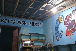 Betta Fish Merapi image