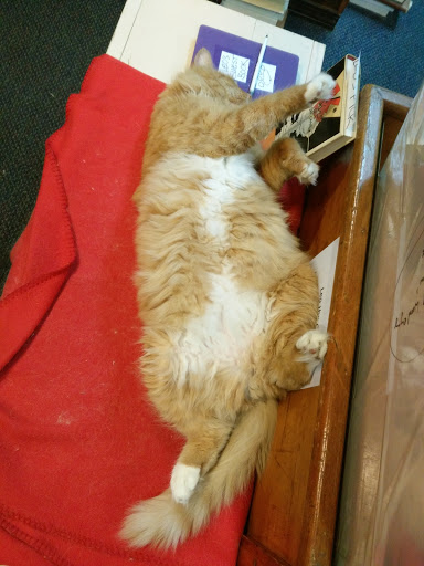 Used Book Store «Commonwealth Books», reviews and photos, 9 Spring Ln, Boston, MA 02109, USA